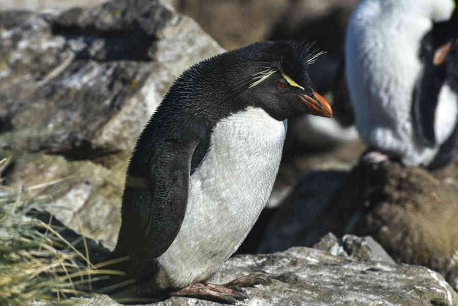 Pingüino Rockhopper - islas Falkland o Malvinas 01